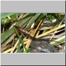 Dolichomitus messor - Schlupfwespe w01a 32mm - OS-Hasbergen Holzlagerplatz auf Eiche det06.jpg